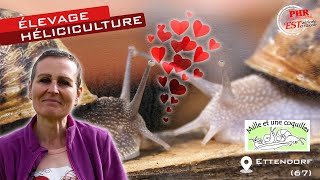 Les secrets de l'héliciculture : La reproduction des escargots d'élevage