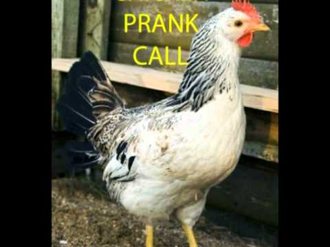 hilarious-craigslist-prankcall-"lemme-buy-some-chicken"