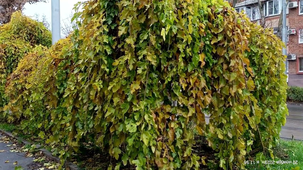 20.11.25. Тёплый ноябрь. +9⁰. Минуса по ночам не было.