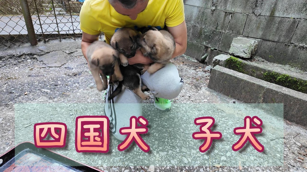 四国犬との出会い  子犬は可愛いなぁ〜︎‪ #59