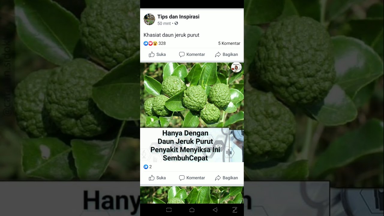 Kasiat daun jeruk purut - YouTube