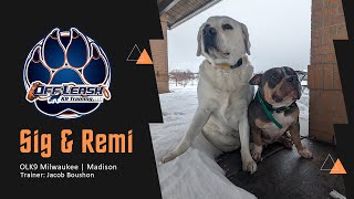 Lab & Bully, Sig & Remi | Breaking Bad Habits and Building Bonds!