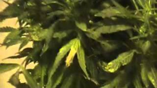 bubble gum kush x heavy duty/breeding