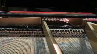 Flan, , & Italian Greyhounds