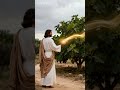 SECOU#figueira#figueiraseca#segundafeirasanta #biblia #jesus #curiosidadesbiblicas #fe