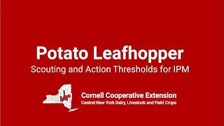 Potato Leafhopper Scouting and IPM Thresholds in Alfalfa