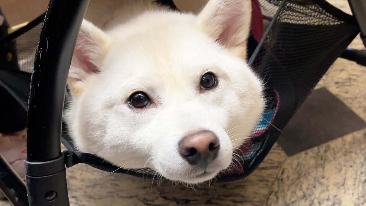 강아지만 두고 여행갔다왔더니 난리가 났어요ㅋㅋㅋㅋ