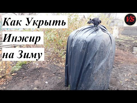 Как Укрыть Инжир на Зиму