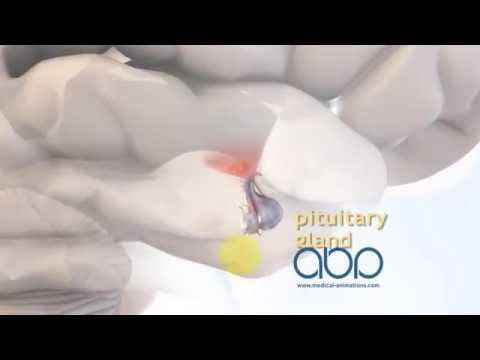 Male Endocrinology - YouTube