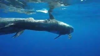 Ischia Dolphin Project 2015, grampi, capodogli, stenelle e tursiopi: i cetacei dei nostri mari by Oceanomare Delphis 4,798 views 8 years ago 8 minutes, 9 seconds