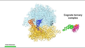 Visualizing new states of ribosome translation with time-resolved cryo EM