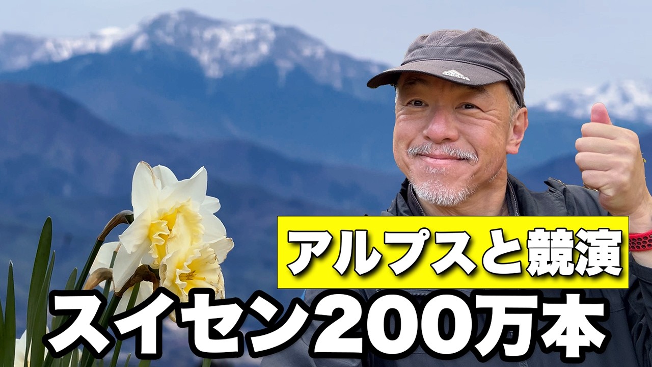 2 Million Daffodils, Cherry Blossoms, and Snowy Mountains All at
