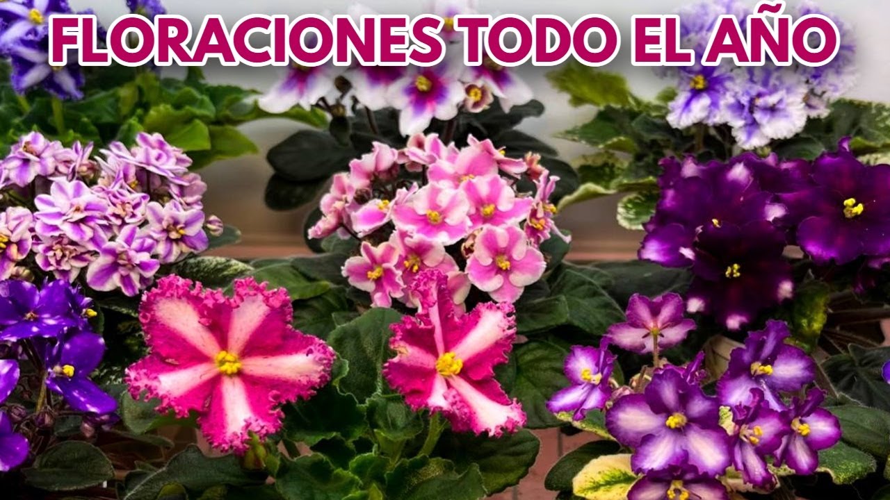 como hacer para que las violetas africanas florezcan todo el año chuyito jardinero