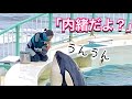 ふたりだけの秘密だよ? 鴨川シーワールド シャチ ララ