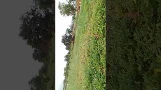 Always my favourite place🤗 #peace #trending #like #summer #camping #free #love #brosis #maa #father