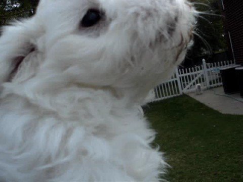 Purebred Maltese Puppies 2008- playing outside