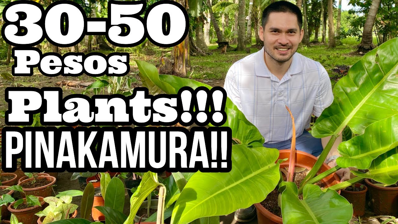 30-50 PESOS PLANTS ONLY IN MINDANAO | 1K PLANT CHALLENGE | PLANT HUNTING IN MINDANAO