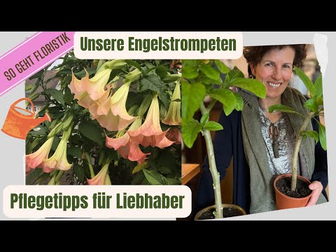 Video: Brugmansia Angel Trumpet - Tipps zur Pflege von Brugmansia im Freien