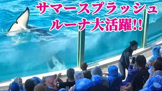鴨シーのアイドルシャチ「ルーナ」大活躍!! 鴨川シーワールド シャチショー KamogawaSeaWorld  orca killerwhale