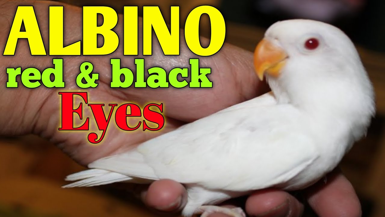 Albino love birds | albino red and black eyes complete information |urdu/hindi/punjabi|randhawa pets