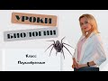 Класс Паукообразные