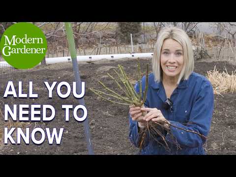 How to Plant a Bare Root Rose