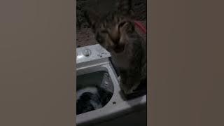 Kucing bantu nyuci baju.. 'Aku nyuci dulu ya mie..'