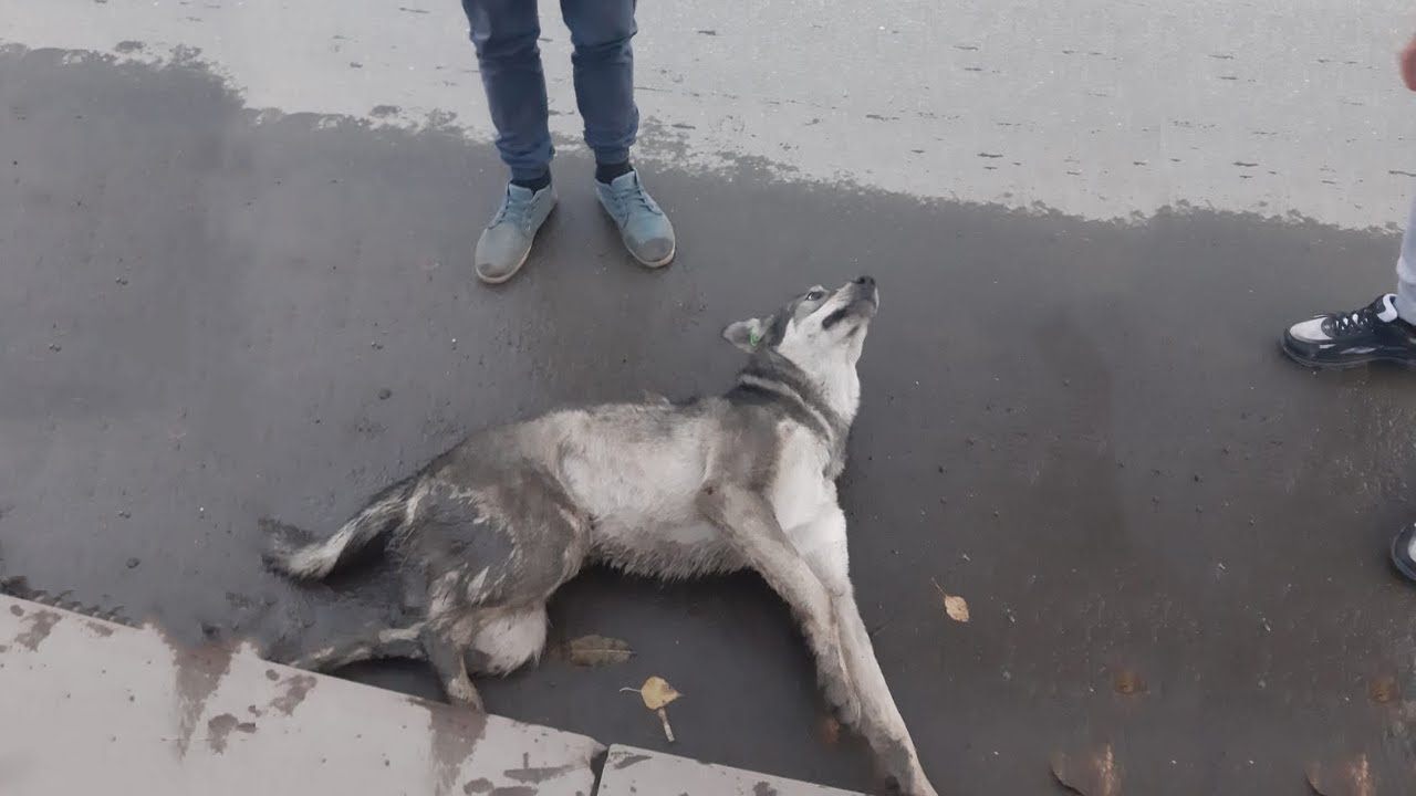 Collapsed - He's Crying On The Road After A Car Hit Him At Full Speed ...