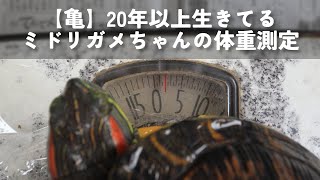 【亀】20年以上生きてるミドリガメちゃんの体重測定