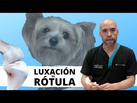 Video: ¿Qué es una rótula luxada en perros?