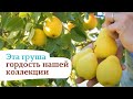 Народный сорт груши «Осенняя сладкая»