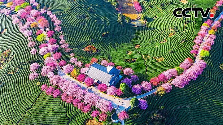 美不胜收！福建漳平万亩茶园樱花盛开，呈现“茶绿樱红”的浪漫景观 | CCTV - 天天要闻
