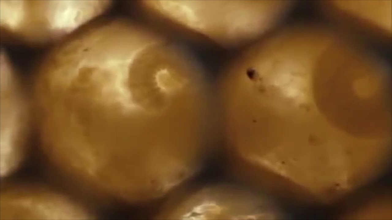 More Than Honey commercial