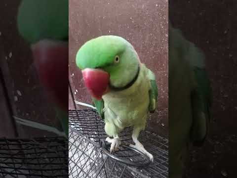 pahadi parrot talking, parrot sound, parrot video #video #vaerlshorts #parrottalking #love #parrot