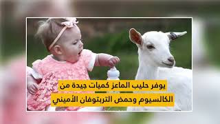 || ليبيا الحدث || فوائد حليب الماعز الصحية لجسم الانسان