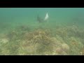 Clip   Eagle Ray at Tabletop Reef
