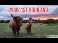 Five tips for purchasing your first highland!