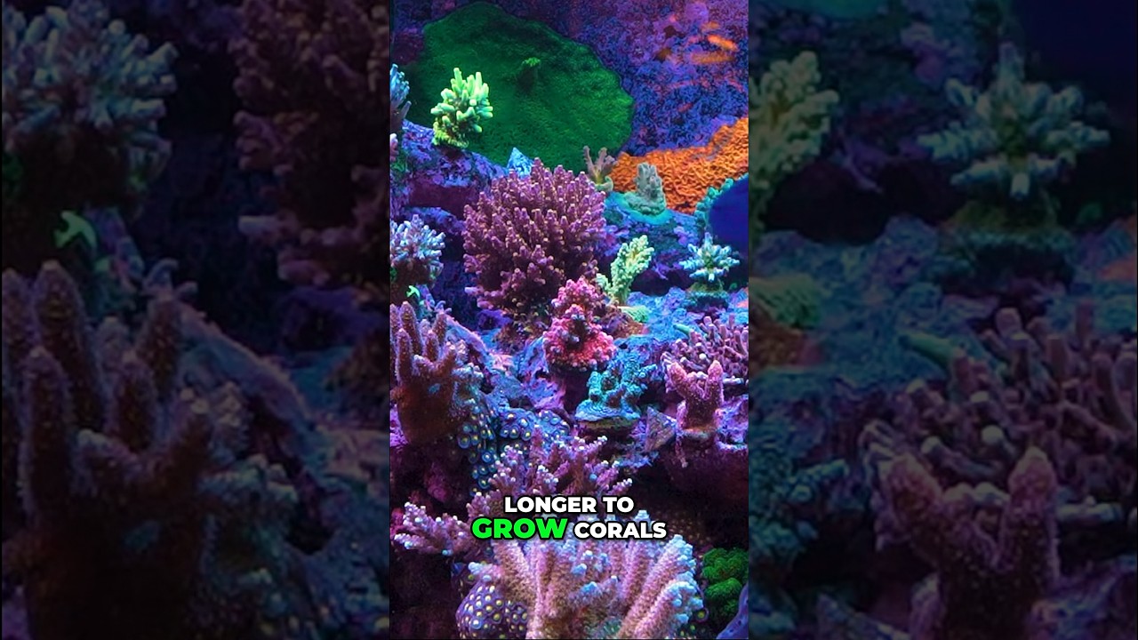 Aquascape vs Coral Scape - Which Wins?