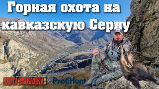Горная охота на кавказскую Серну. Mountain hunting for Caucasian Chamois