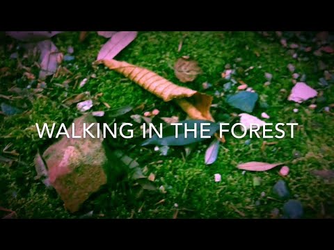 ASMR: Sound of walking in the forest
