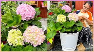 Do it this way, you won't have to spend money on buying Hydrangeas