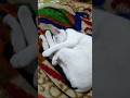 ঘুমের নতুন পোজ😁#shorts #catvideo #petlover #hellochiko #chiko #animallovers