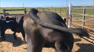 Goodbye Heifer Bull!