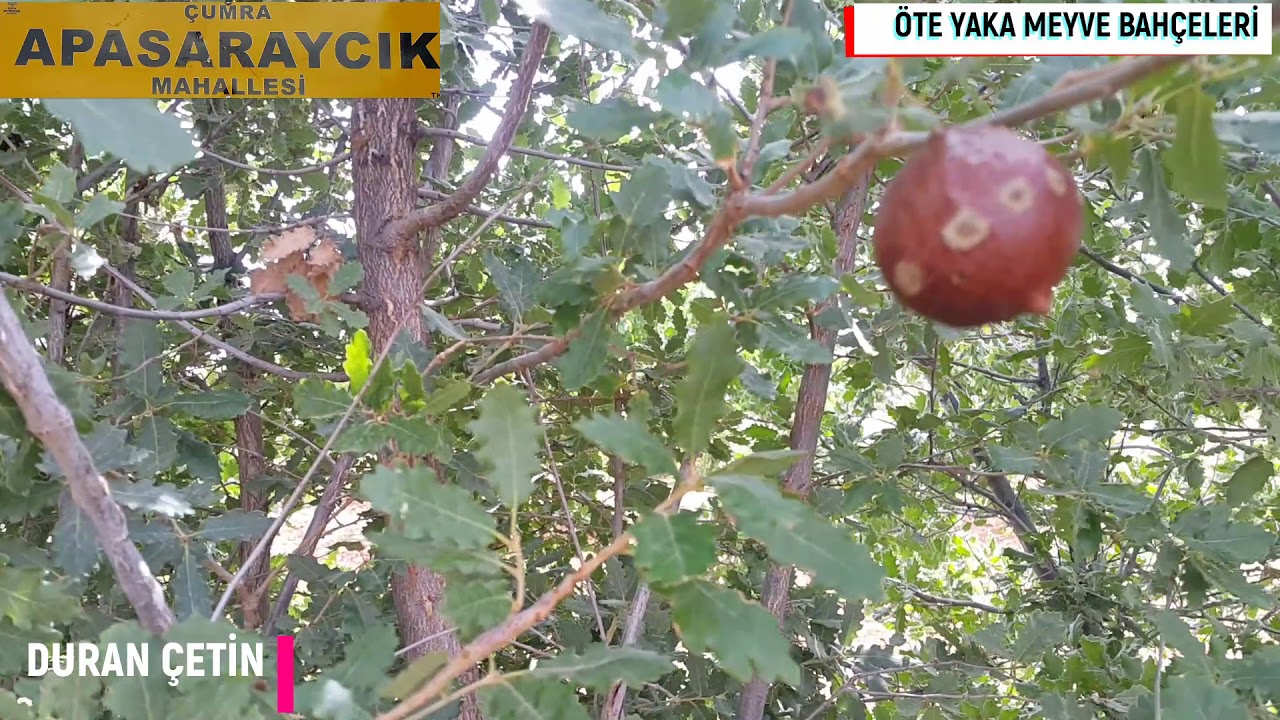 #Konya #Çumra #Apasaraycık #meyve #bahçeleri #mahalle #baraj #obruk #mazı #durancetin #hayat 