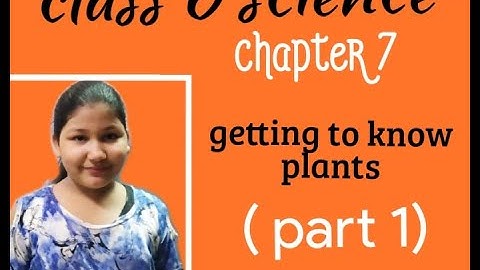 Class 6th science chapter 7(part 1 ) : getting to know plants