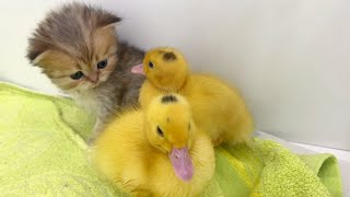 Little kittens meet ducklings for the first time and take them to mom cat