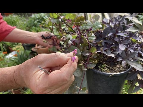 Видео: Съедобны ли стебли малабарского шпината?