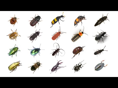 🪲 🐞 Types of Beetles | Learn Types of Beetles In English | Beetles In English | English Beetle Names