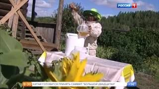 Утро России. Новые правила содержания пчёл