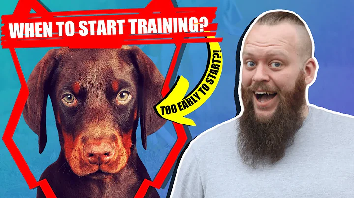 When Should I Start Training My DOBERMAN PUPPY?